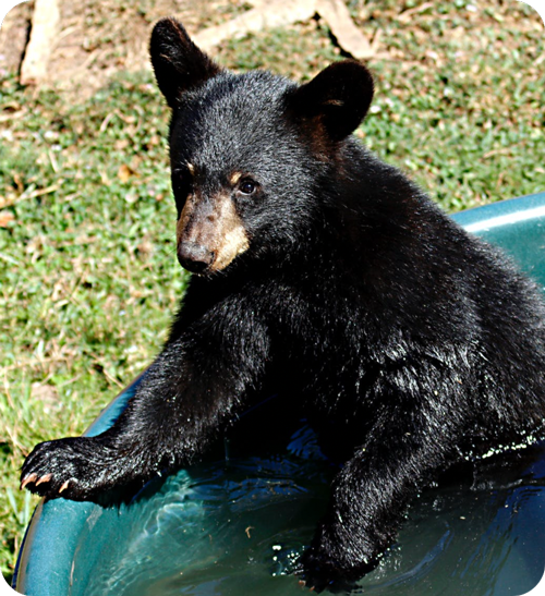 A young black bear