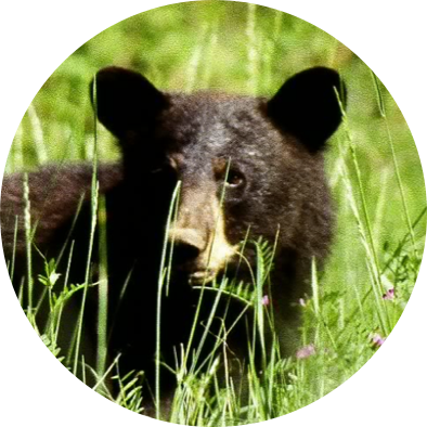 Gleaning Project - Revelstoke Bear Aware Society