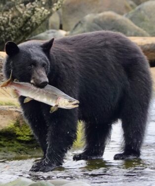 Photo by Beverley Harding, the board member of Revelstoke Bear Aware.